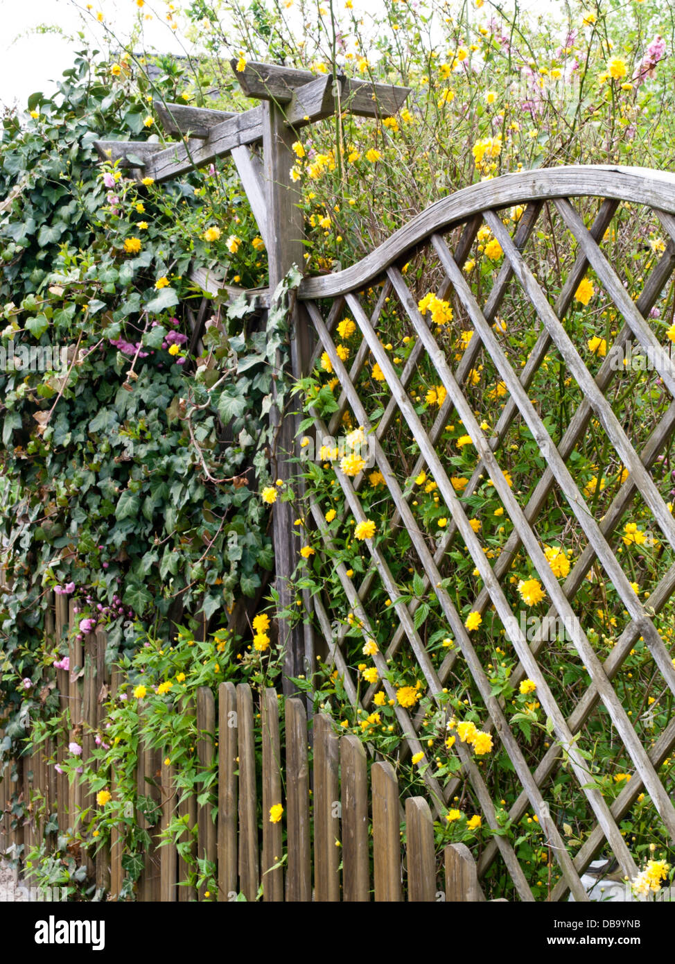 Japanese rose (Kerria japonica 'Pleniflora') Stock Photo