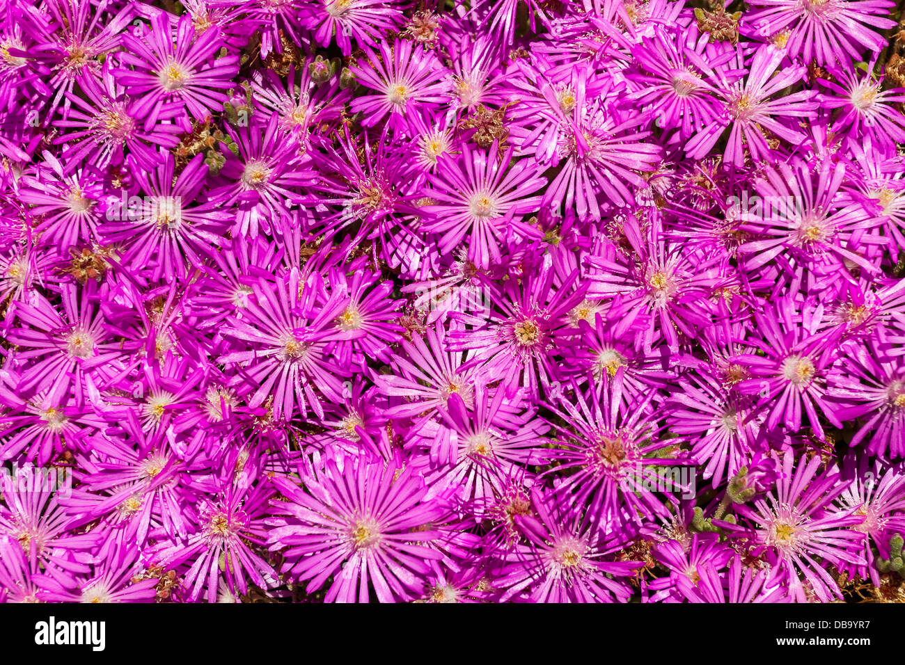 Pink flower bed closeup Stock Photo