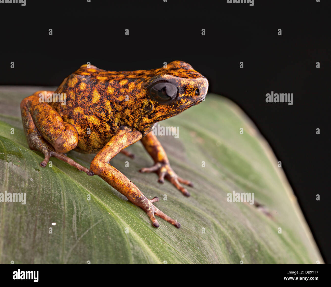 tropical poison arrow frog from the amazon rain forest in Ecuador poisonous animal Stock Photo