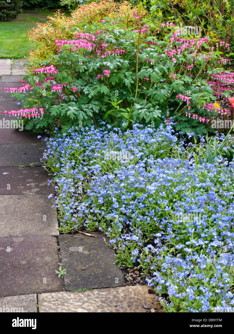 Bleeding heart (Lamprocapnos spectabilis syn. Dicentra spectabilis) and forget-me-not (Myosotis) Stock Photo