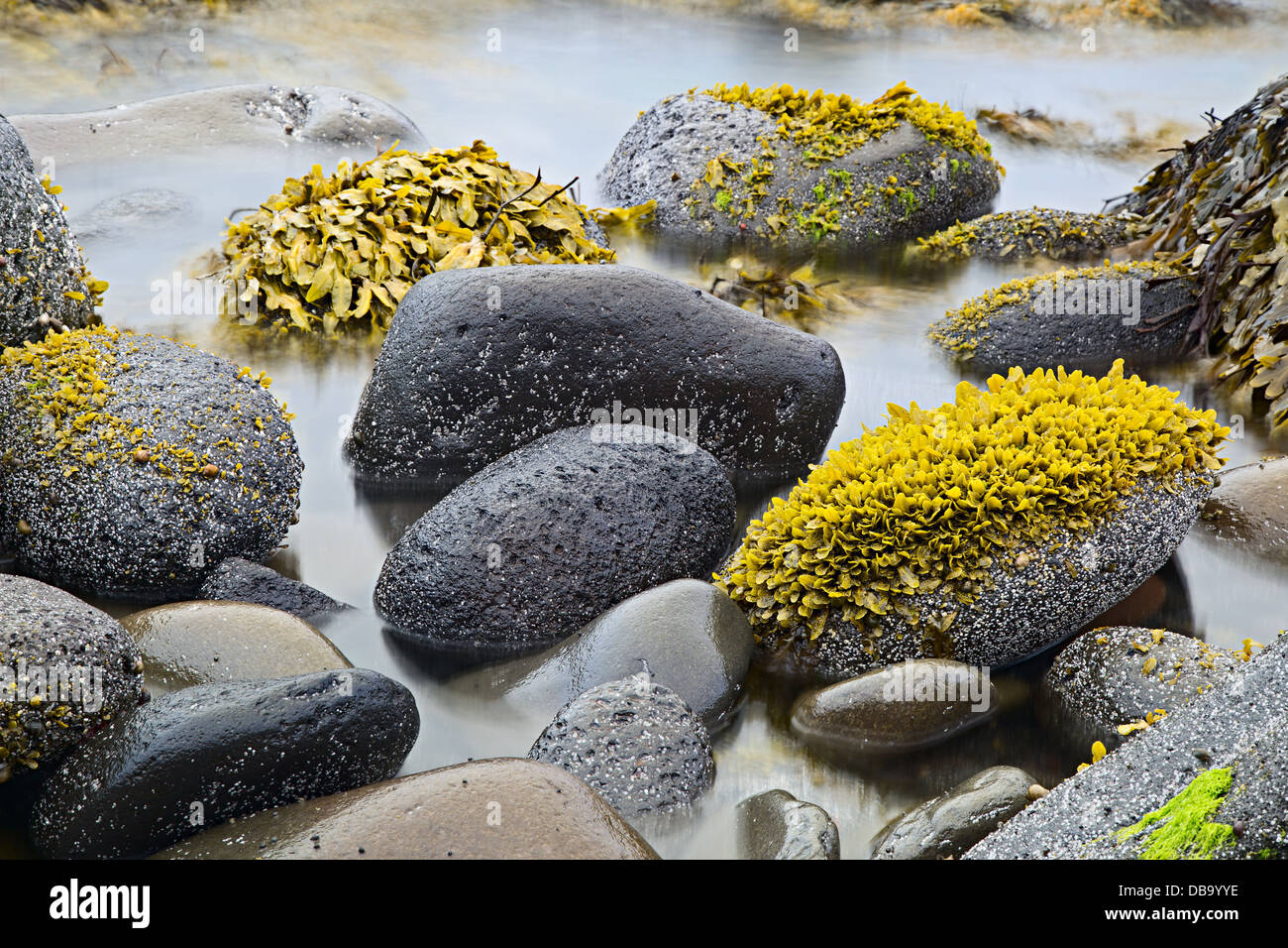 green algae or seaweed on boulders at rocky shore of wild coastline nature detail coast landscape background Stock Photo