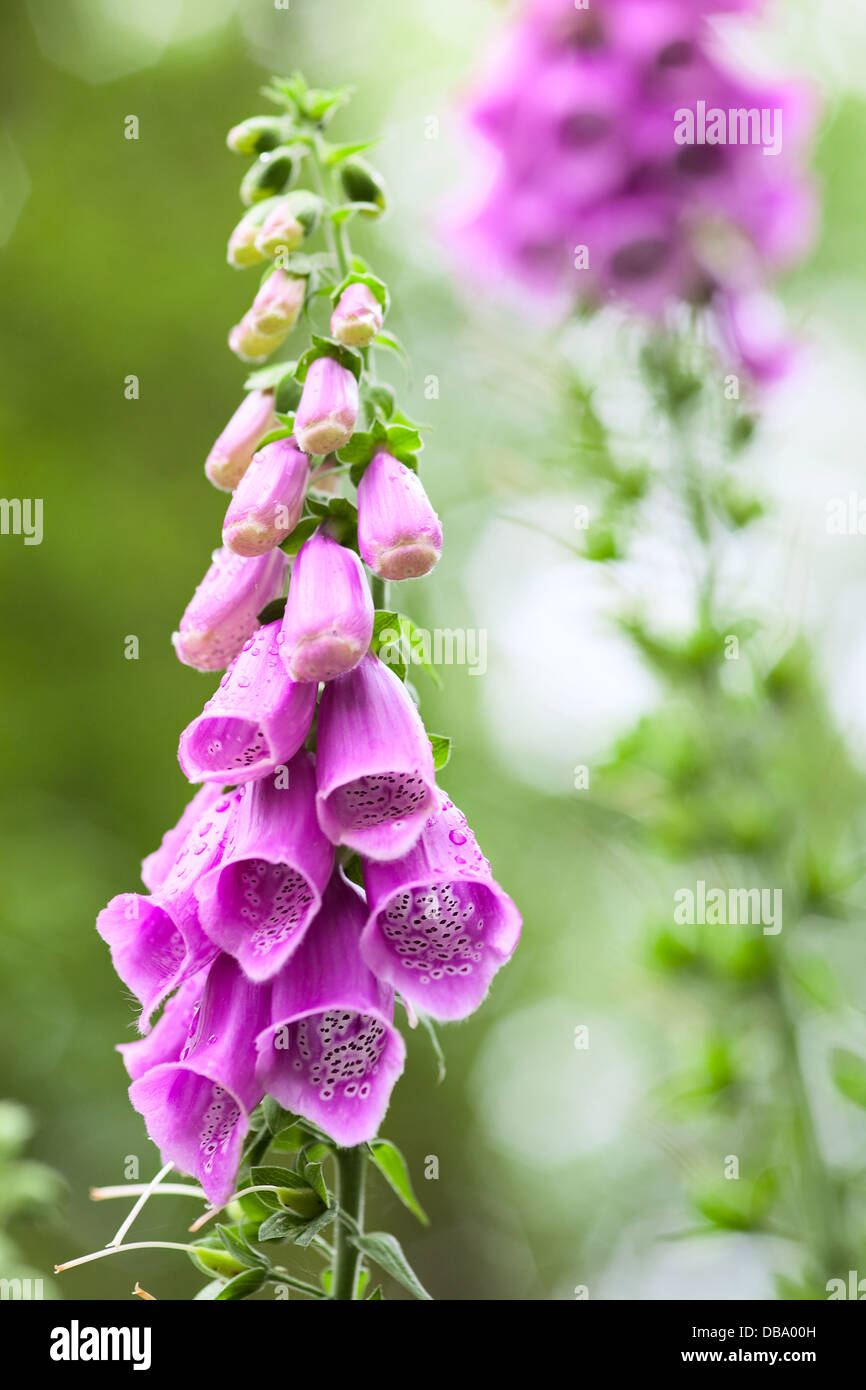 summer wildflower Digitalis purpurea Stock Photo