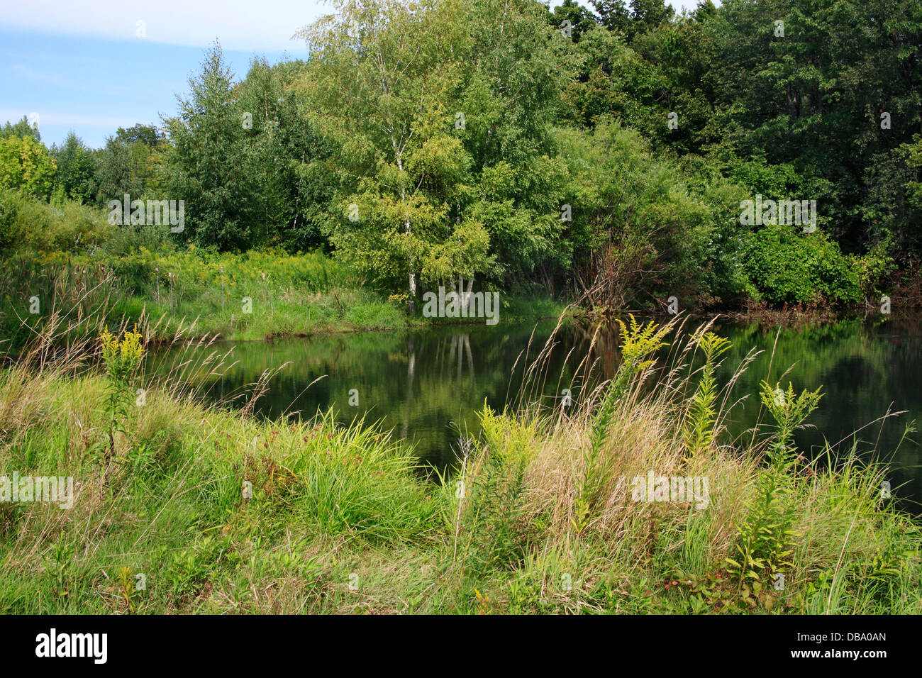 Pond border hi-res stock photography and images - Alamy