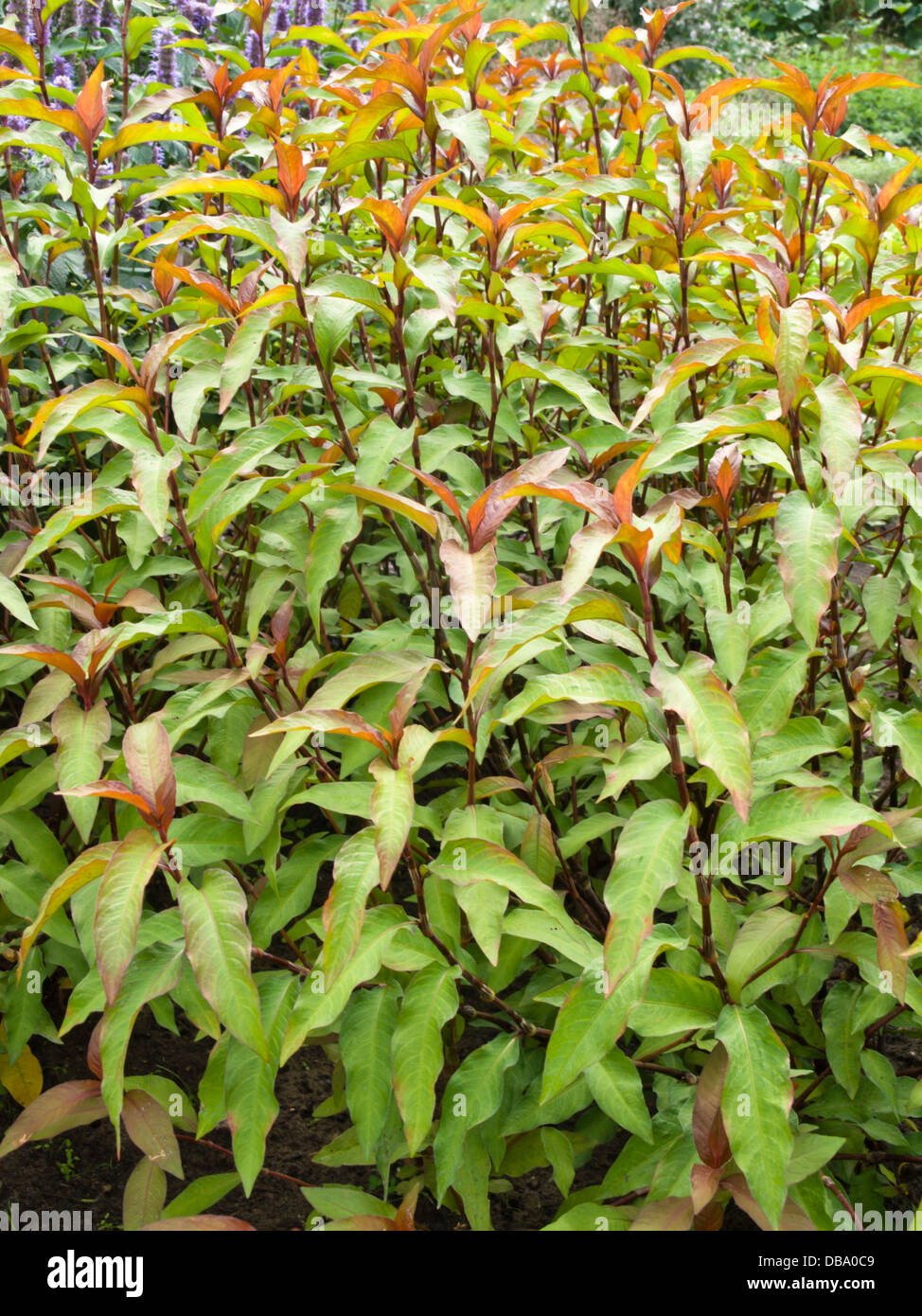 Marshpepper knotweed (Persicaria hydropiper syn. Polygonum hydropiper) Stock Photo
