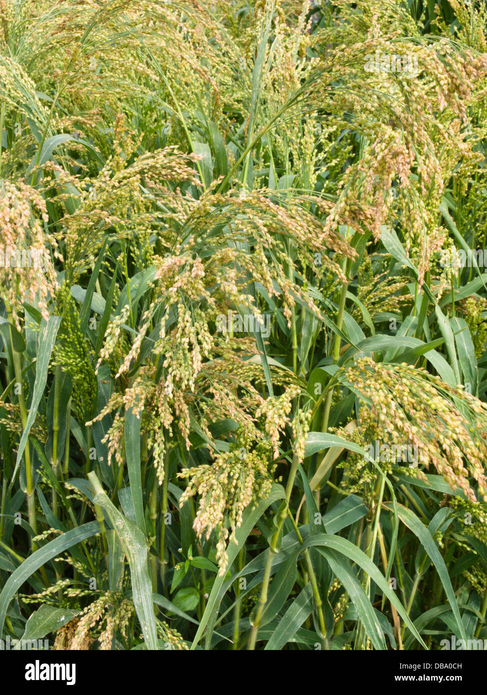 Common millet (Panicum miliaceum 'Alba') Stock Photo