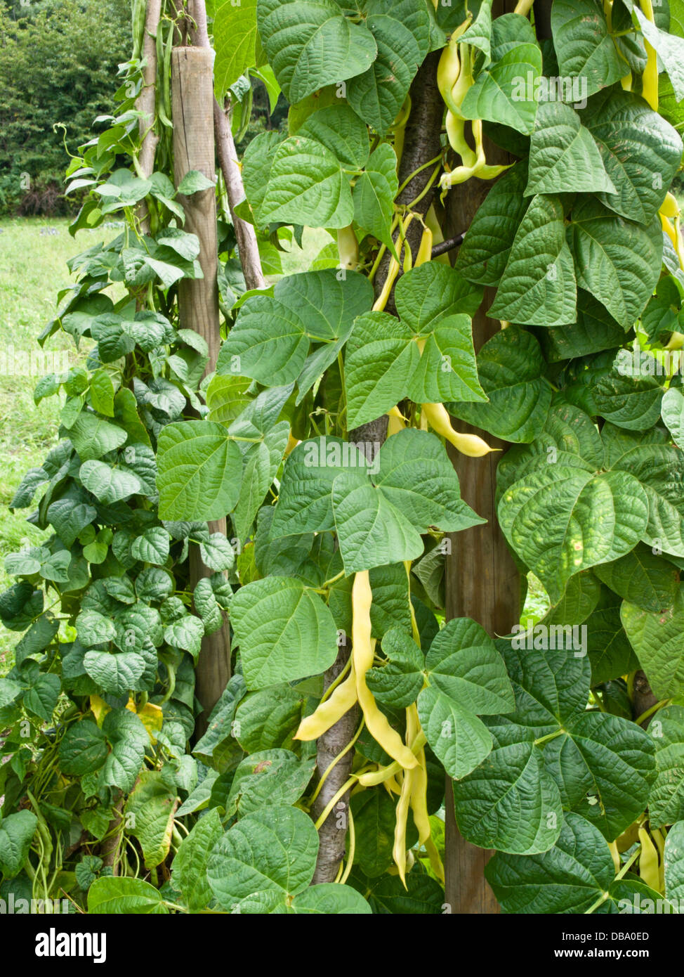 Climbing green bean hi-res stock photography and images - Alamy