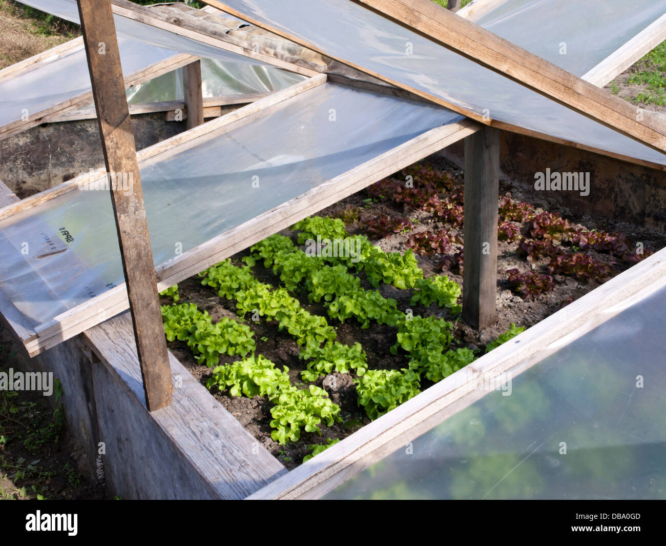 Lettuce (Lactuca sativa) in a cold frame Stock Photo