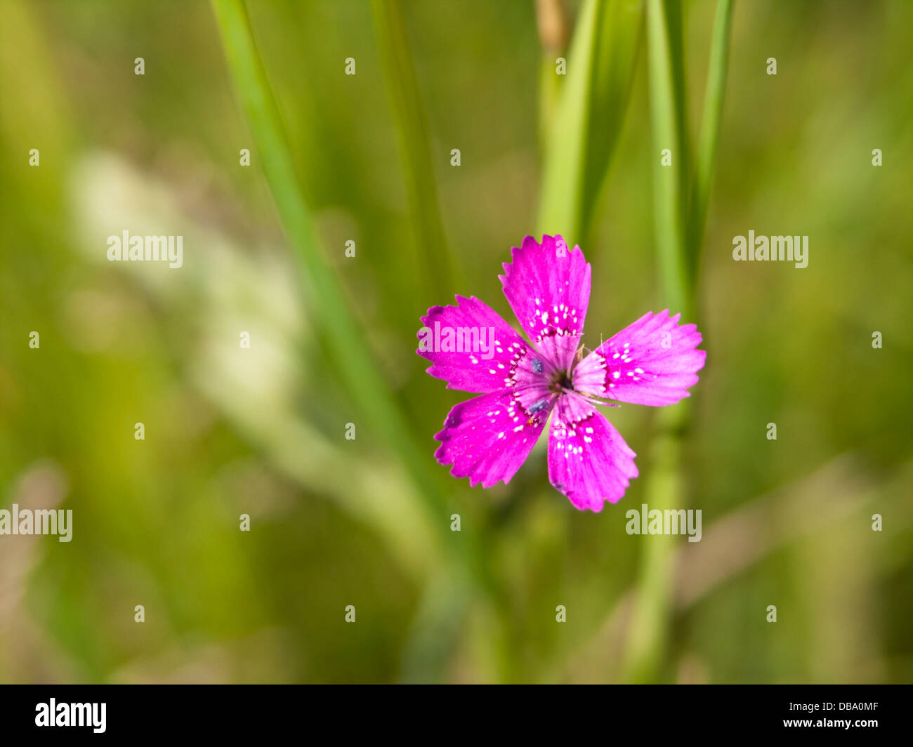 Maiden pink (Dianthus deltoides) Stock Photo