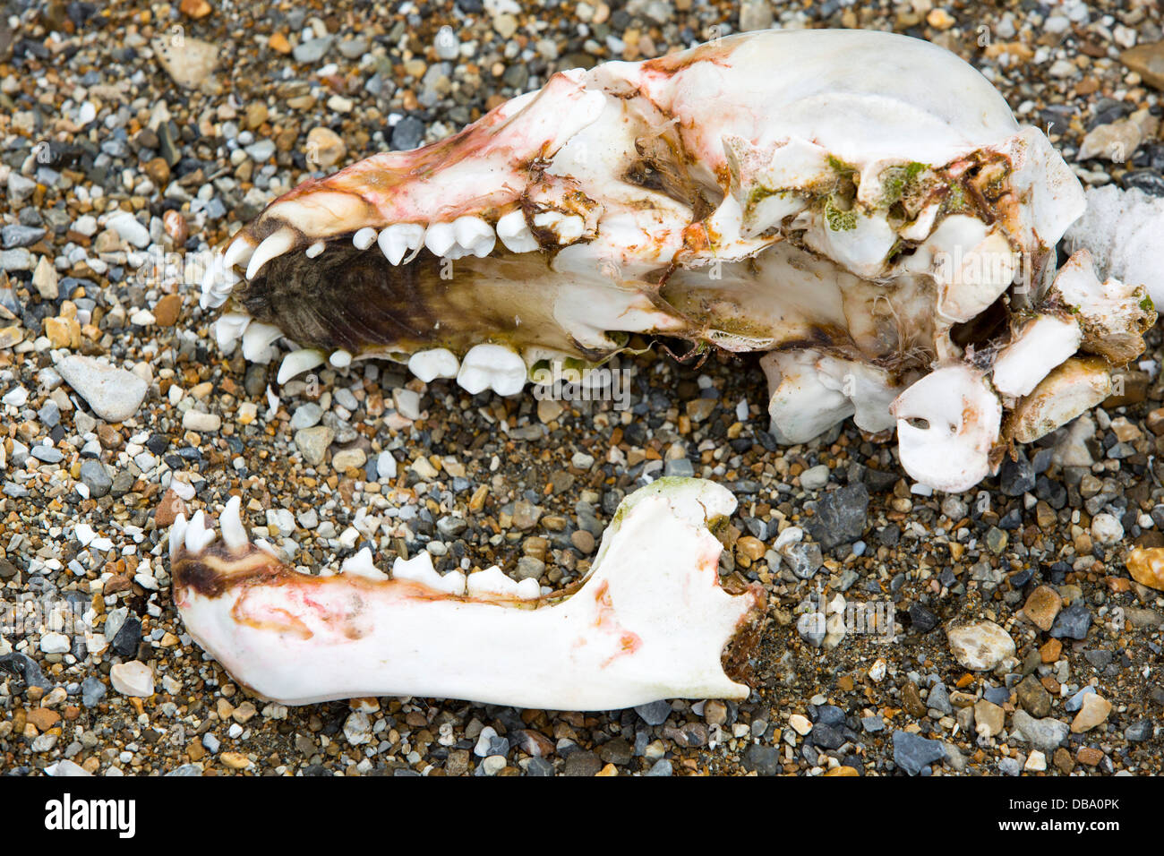 A Polar Bear Cub Skull At Alkefjellet 79 36 N 18 27 E In The Hinlopenstretet Spitzbergen Svalbard Stock Photo Alamy