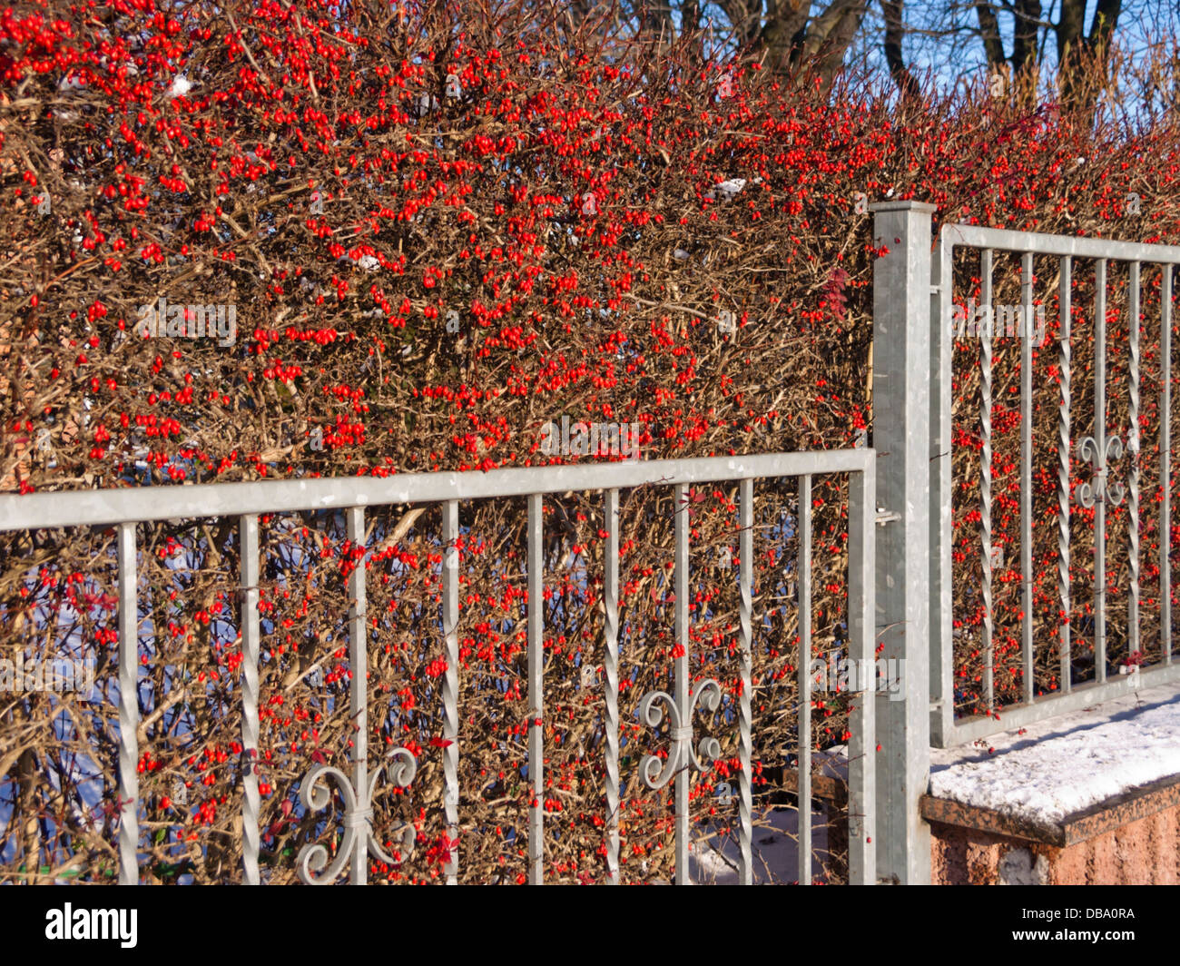 Common barberry (Berberis vulgaris) at a garden fence Stock Photo