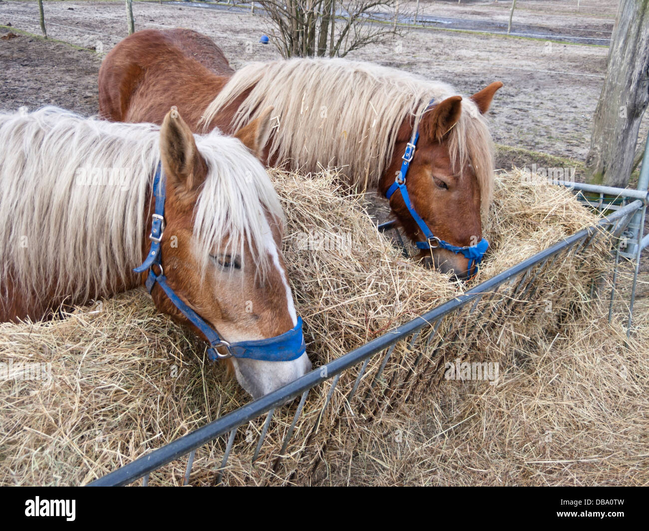 Horses Eating Hay Stock Photo Alamy bull-eating-hay-stock-photo-alamy