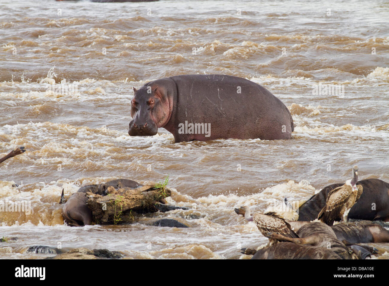 Hippo in the river Mara. Stock Photo