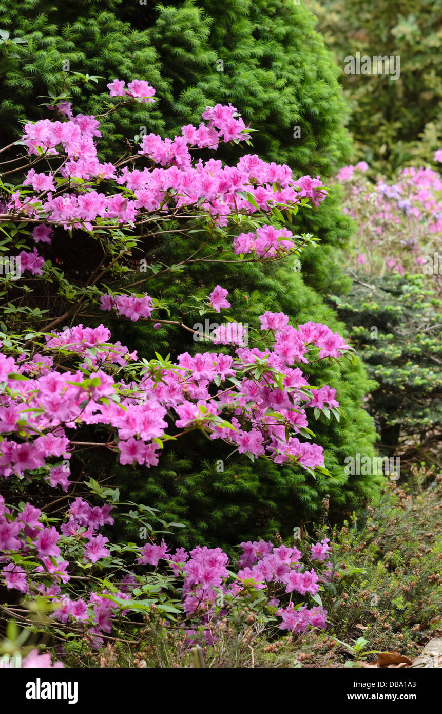 Japanese azalea (Rhododendron x obtusum 'Beethoven') Stock Photo