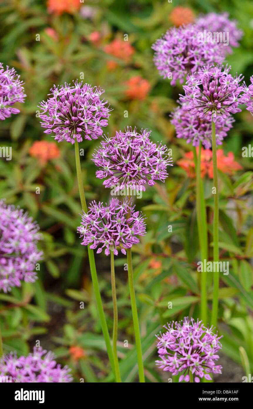 Persian shallot (Allium stipitatum Stock Photo Alamy