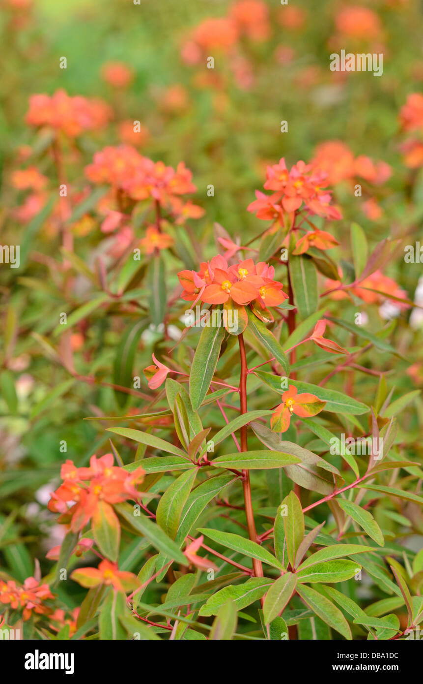 Fireglow spurge (Euphorbia griffithii 'Fireglow') Stock Photo