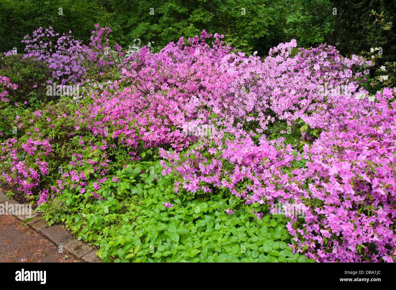 Arends' azalea (Rhododendron x arendsii) Stock Photo