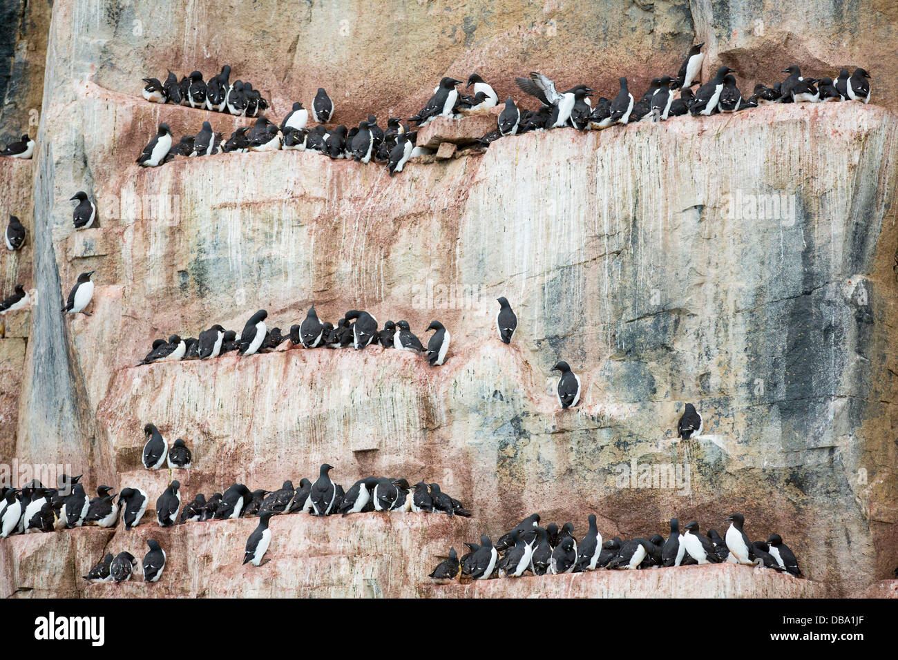 Sea bird nesting cliffs at Aalkefjellet 79 ̊ 36’n 18 ̊ 27’e Hinlopenstretet Spitsbergen; Svalbard, Stock Photo