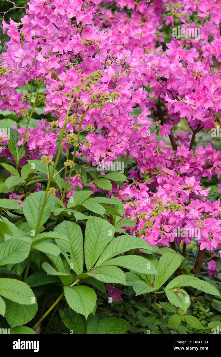 Arends' azalea (Rhododendron x arendsii) and Rodgersia Stock Photo