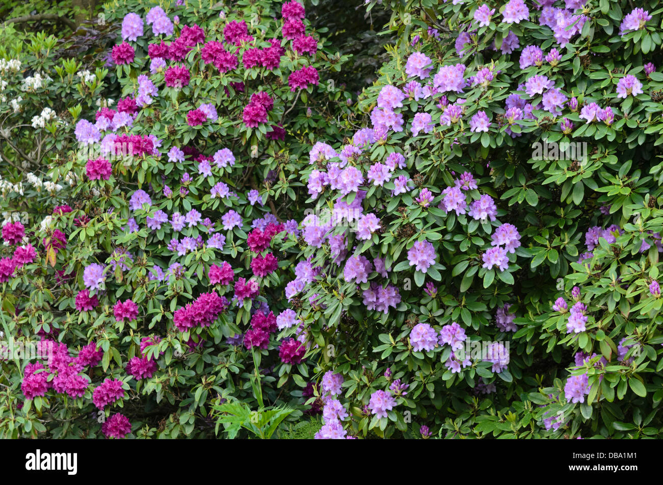 Singular Rhododendron Rhododendron flowers rhododendrons flower hi-res stock photography and ...