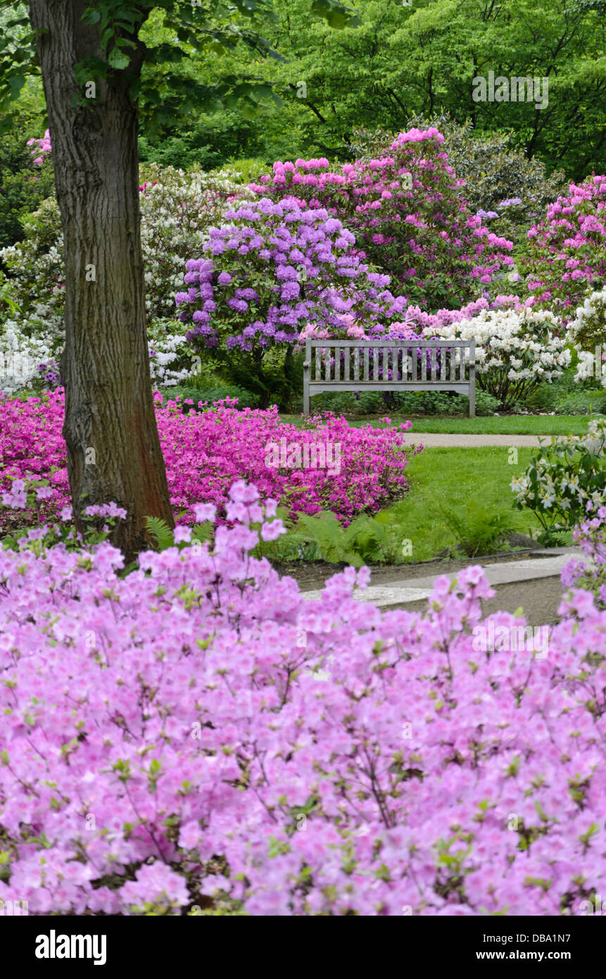 Rhododendrons (Rhododendron) and azaleas (Rhododendron) Stock Photo