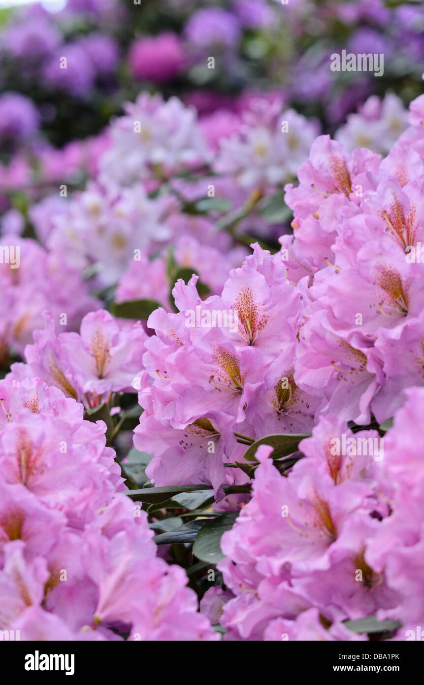 Large-flowered rhododendron hybrid (Rhododendron Lavender Princess) Stock Photo