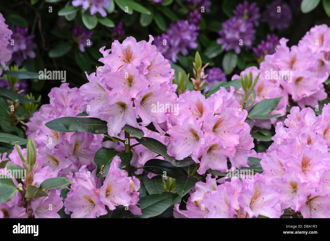 Large-flowered rhododendron hybrid (Rhododendron Lavender Princess) Stock Photo