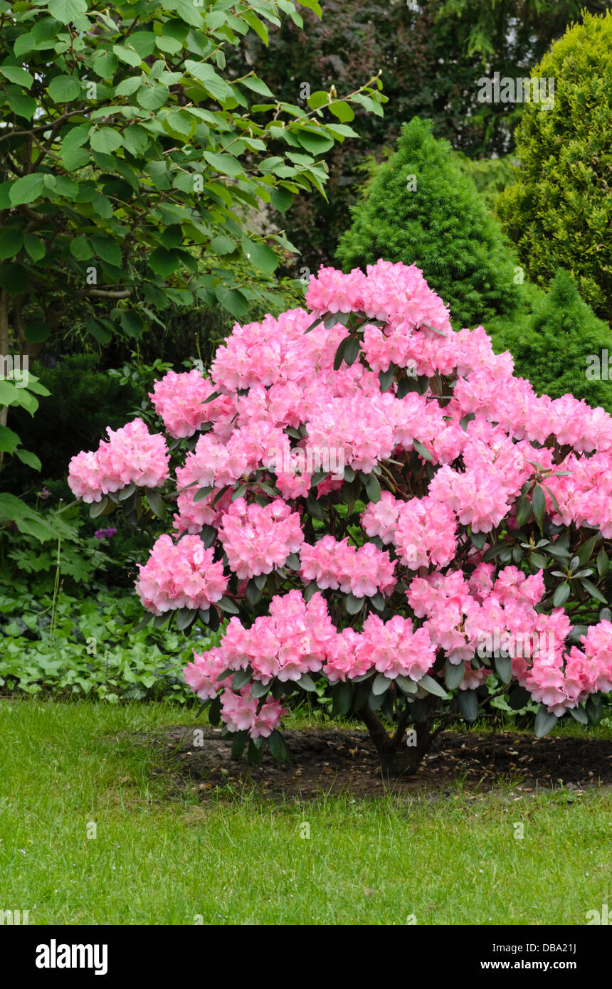 Rhododendron (Rhododendron) Stock Photo