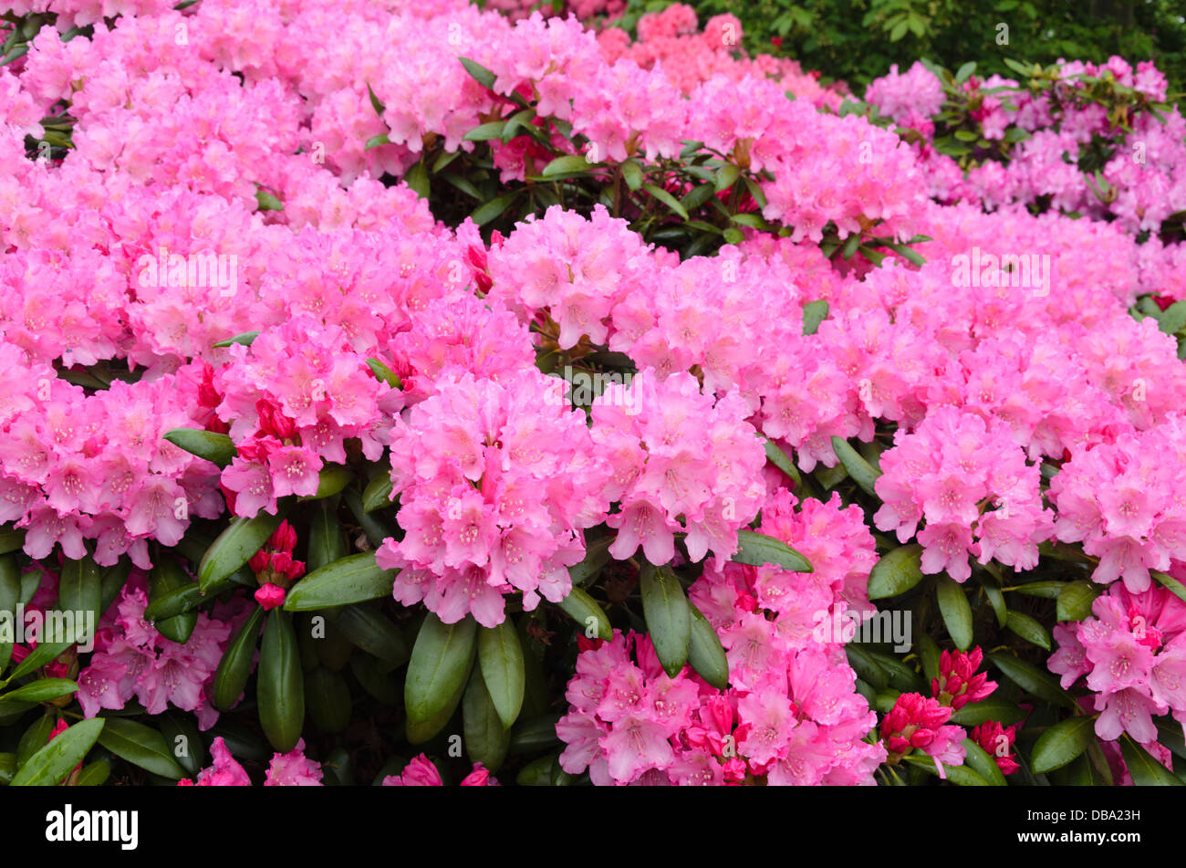 Yakushima rhododendron (Rhododendron degronianum subsp. yakushimanum 'Hachmann's Polaris') Stock Photo