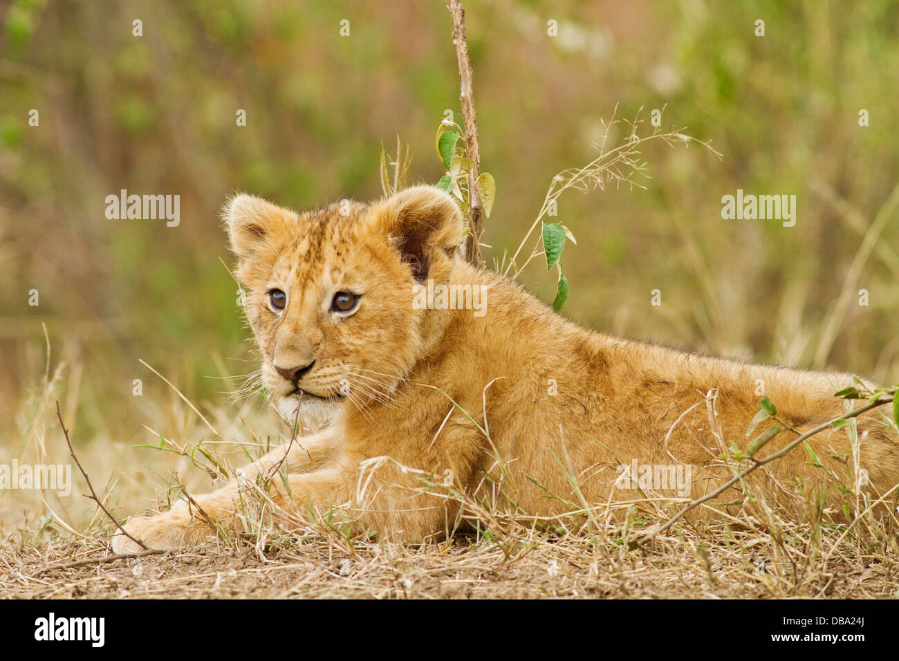 Lion cub, communicating with mother Stock Photo - Alamy