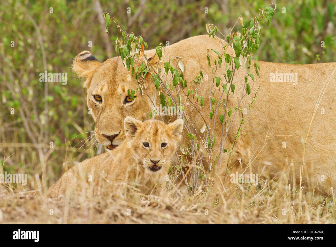 Lioness and young one. Stock Photo