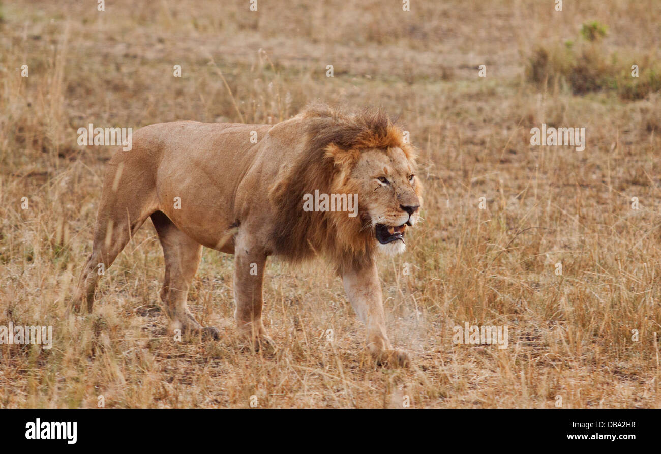 Male Lion breathing out Stock Photo - Alamy