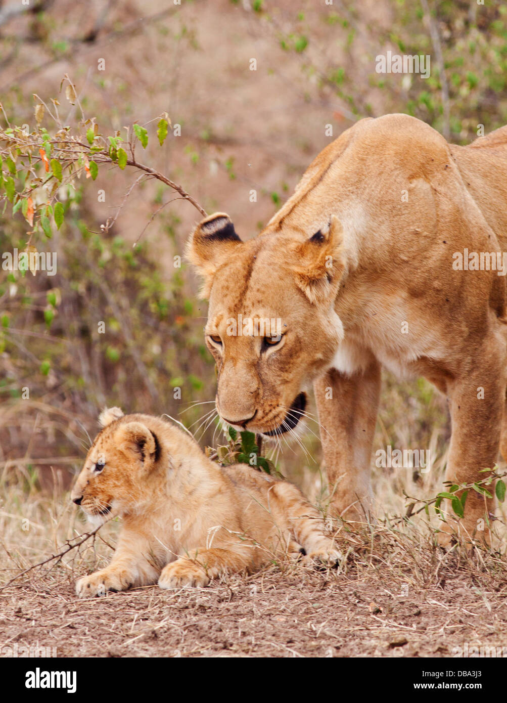 African lioness and young one. Stock Photo