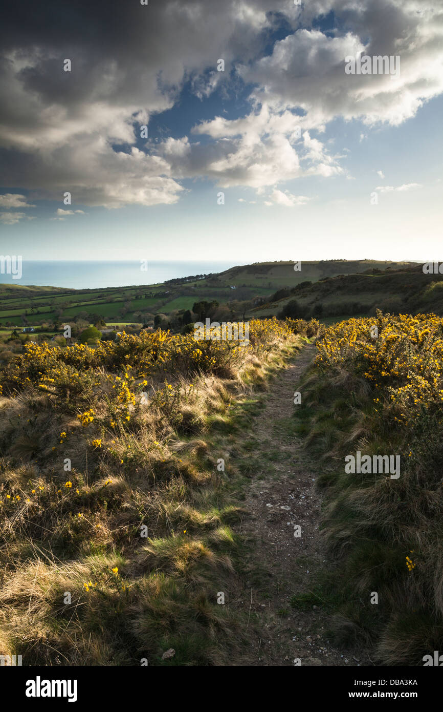 Flowering gorse in April lit by the evening sun beside a path on Hardown Hill looking towards Lyme Bay, Jurassic coast, Dorset, England Stock Photo