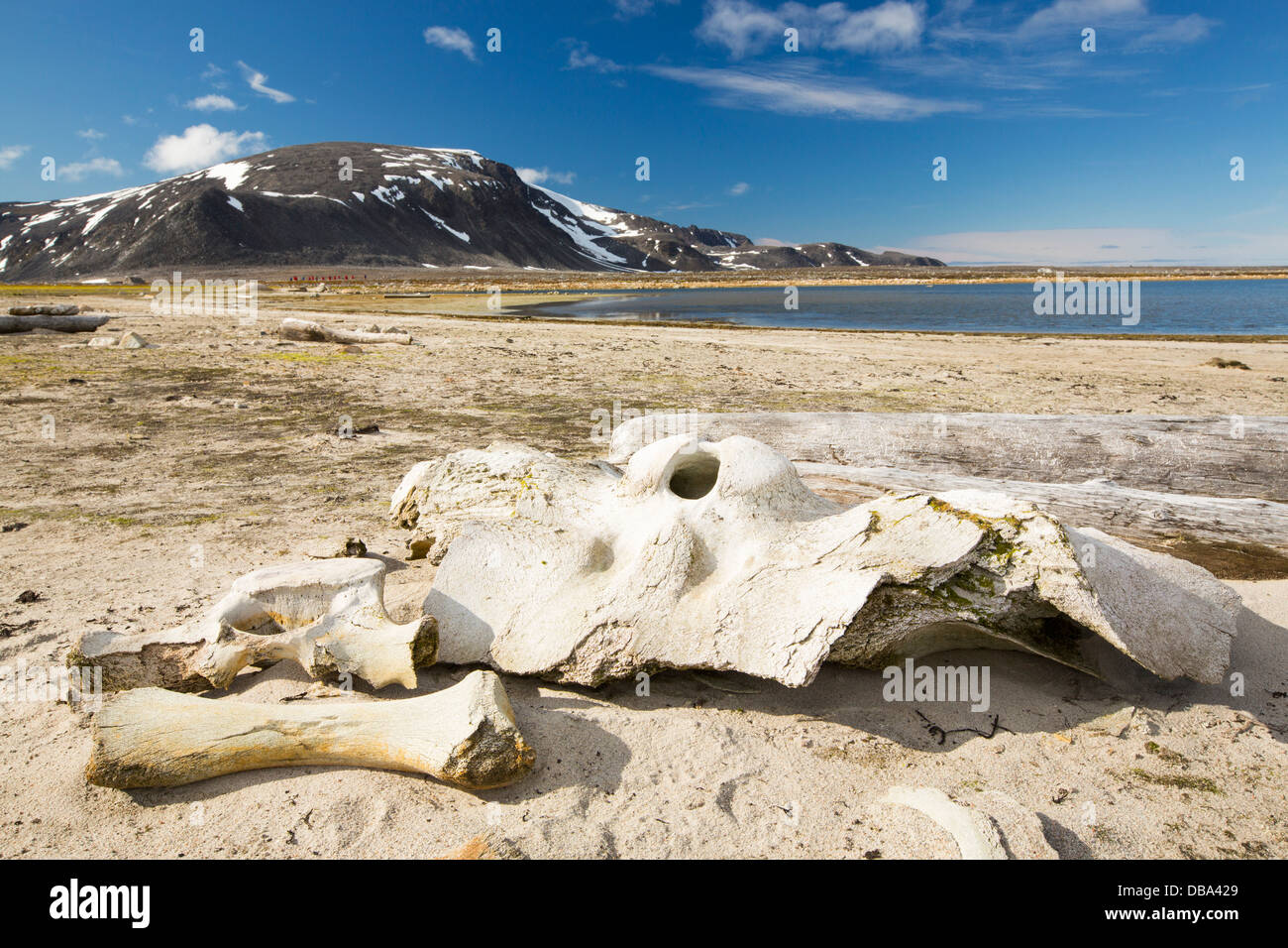 Remains of dead whales that were hunted by Dutch whalers at Smeerenburg (79°44’n 011°04’e) on Albert 1 Land Stock Photo