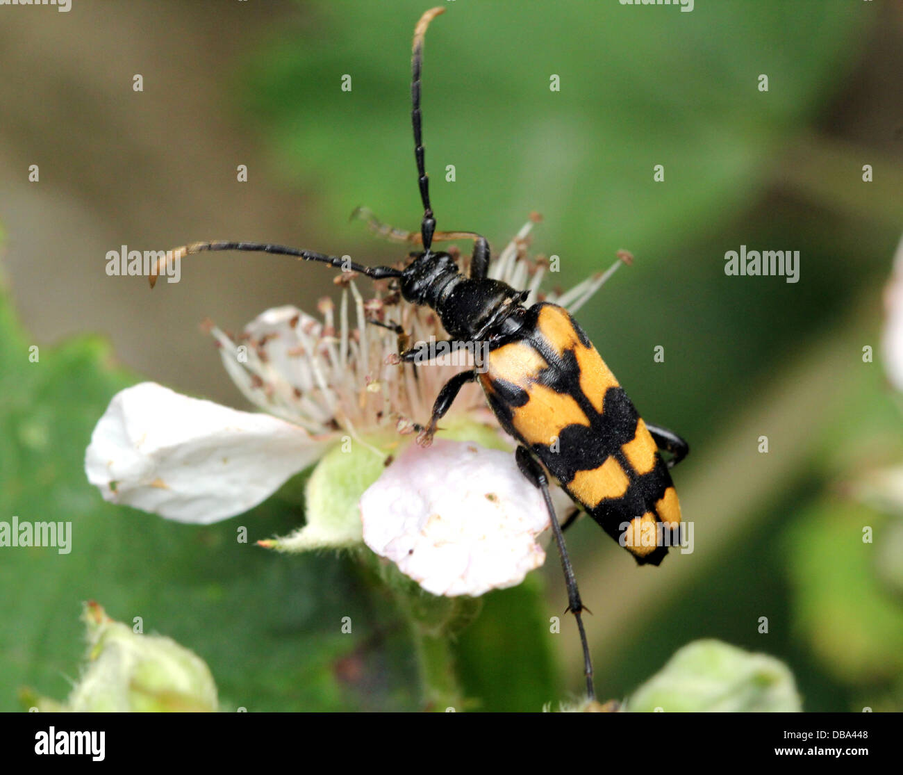 Four-banded Longhorn Beetle ( Strangalia quadrifasciata, also Rutpela quadrifasciata) posing on blackberry flower Stock Photo