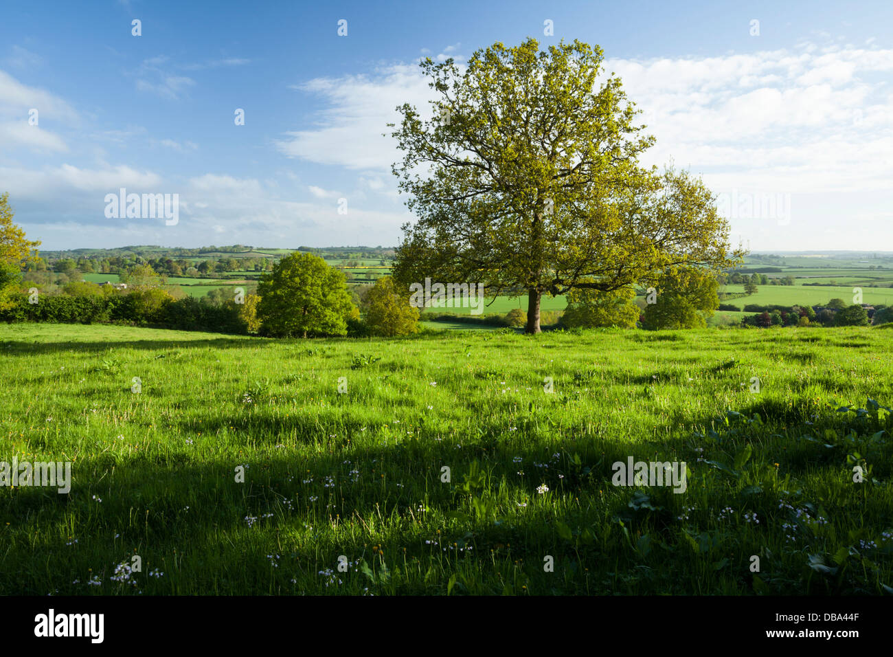 Early morning hilltop view from beside Everdon Stubbs across the rolling Northamptonshire countryside near Daventry, England Stock Photo