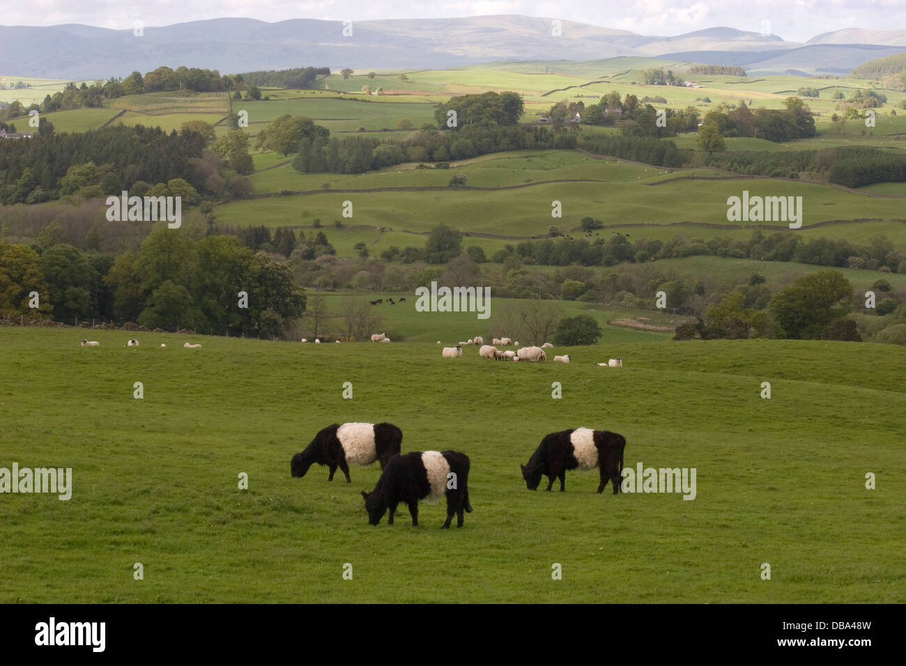 sheep and belted galloway cattle grazing near Glenkiln, Dumfries
