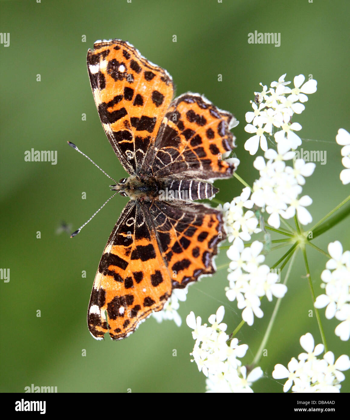 Close up  of a 1st generation Map Butterfly (Araschnia levana) posing on various flowers and on the ground - 45 images in series Stock Photo