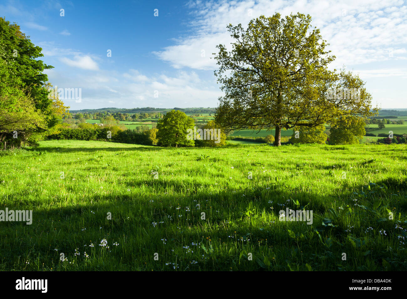 Early morning hilltop view from beside Everdon Stubbs across the rolling Northamptonshire countryside near Daventry, England Stock Photo