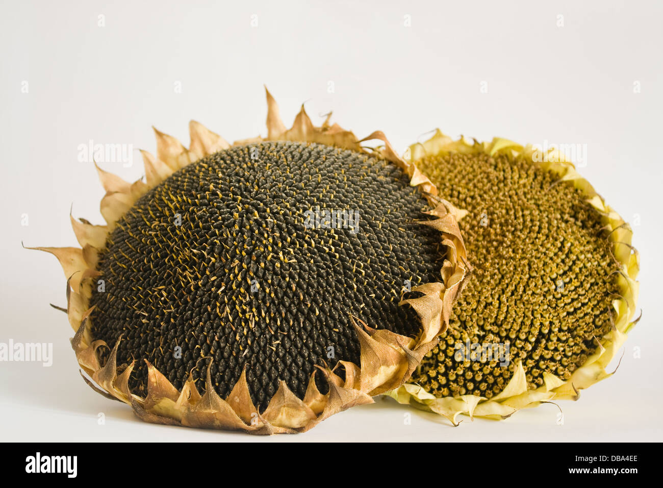 Sunflowers and  inner seeds on white background,Helianthus  Annuus,yellow,cut out,studio,style life,two,close up,natural. Stock Photo