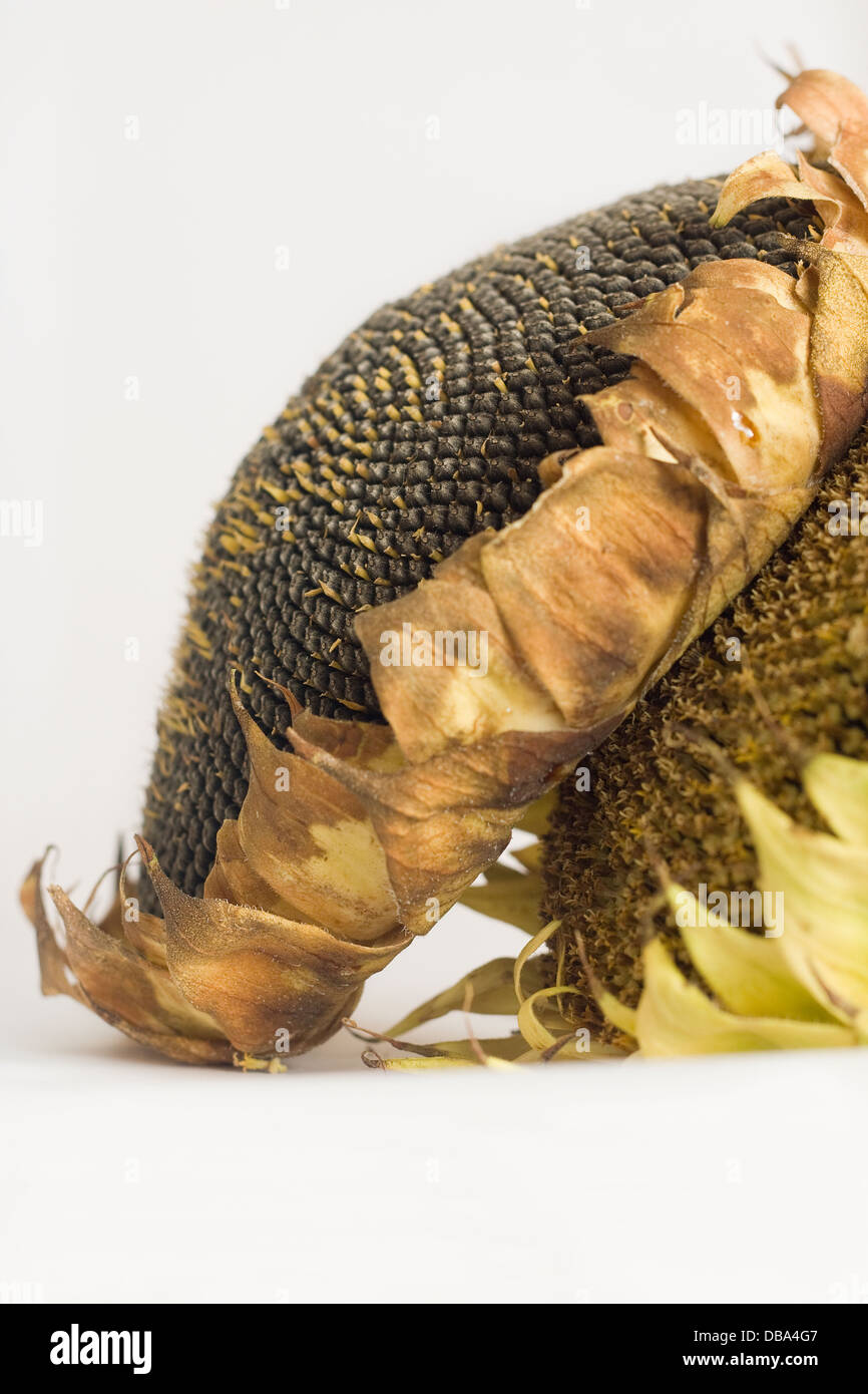Sunflowers and  inner seeds on white background ,Helianthus  Annuus,yellow,cut out,studio,style life,two,close up,natural Stock Photo