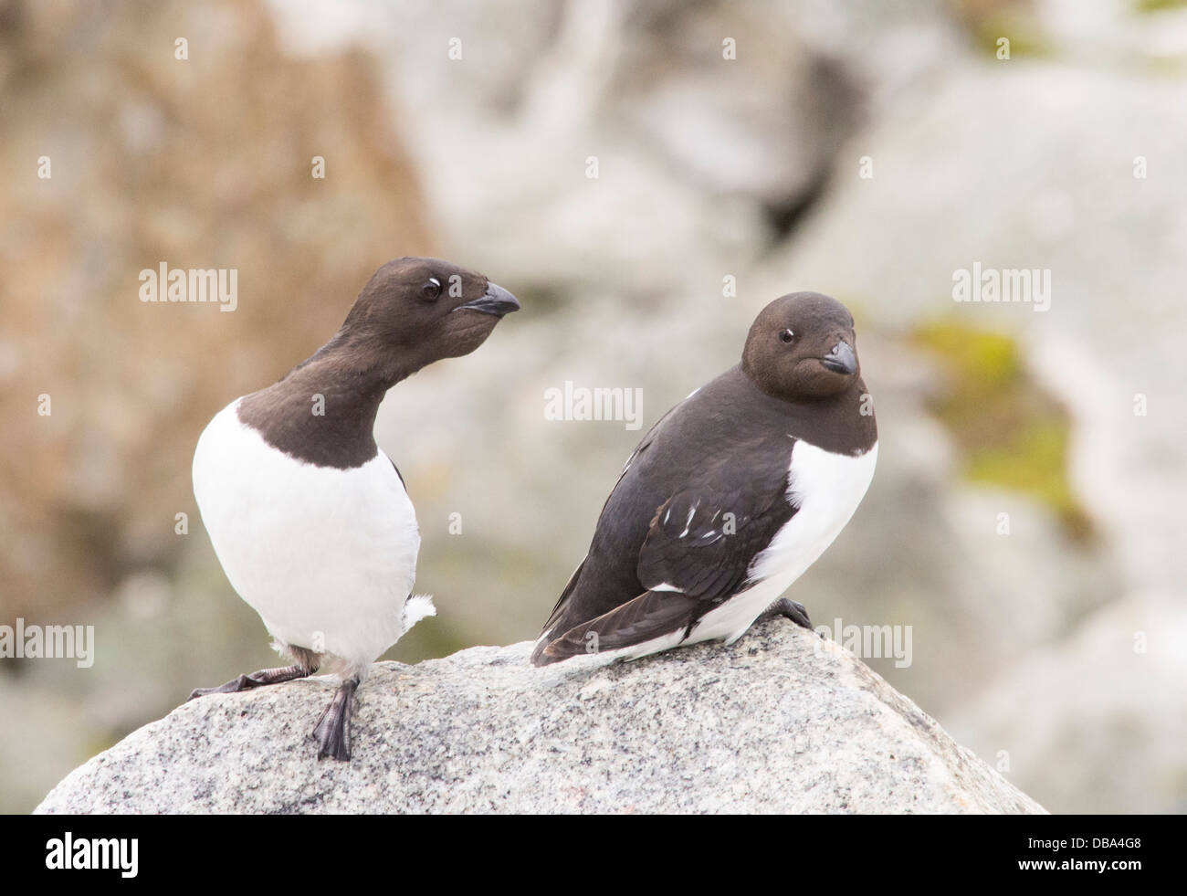 Little Auk or Dovekie (Alle alle) at a nesting colony at Sallyhamna (79°51’n 11°23’e) on the north coast of Spitsbergen Stock Photo