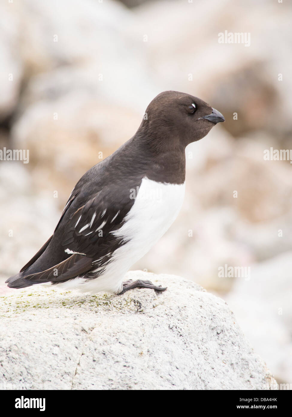 A Little Auk or Dovekie (Alle alle) at a nesting colony at Sallyhamna (79°51’n 11°23’e) on the north coast of Spitsbergen Stock Photo