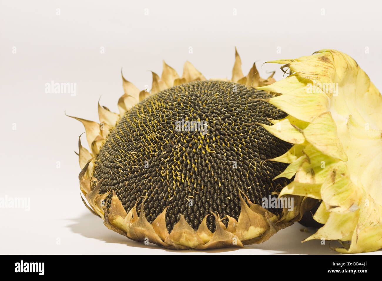Sunflowers and  inner seeds on white background ,Helianthus  Annuus,yellow,cut out,studio,style life,two,close up,natural. Stock Photo
