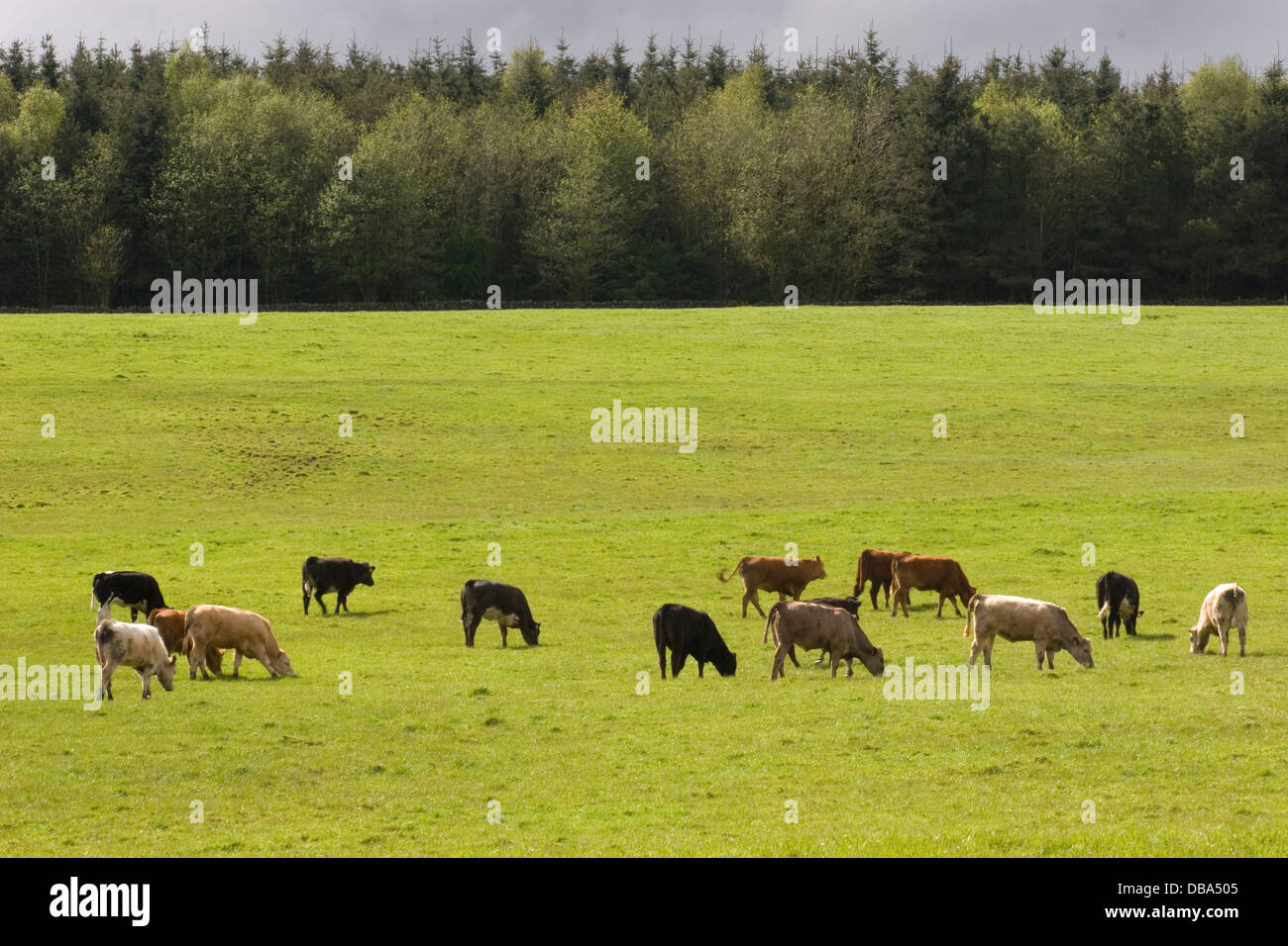 cows grazing around Kettleholm, Dumfries & Galloway, Scotland Stock Photo