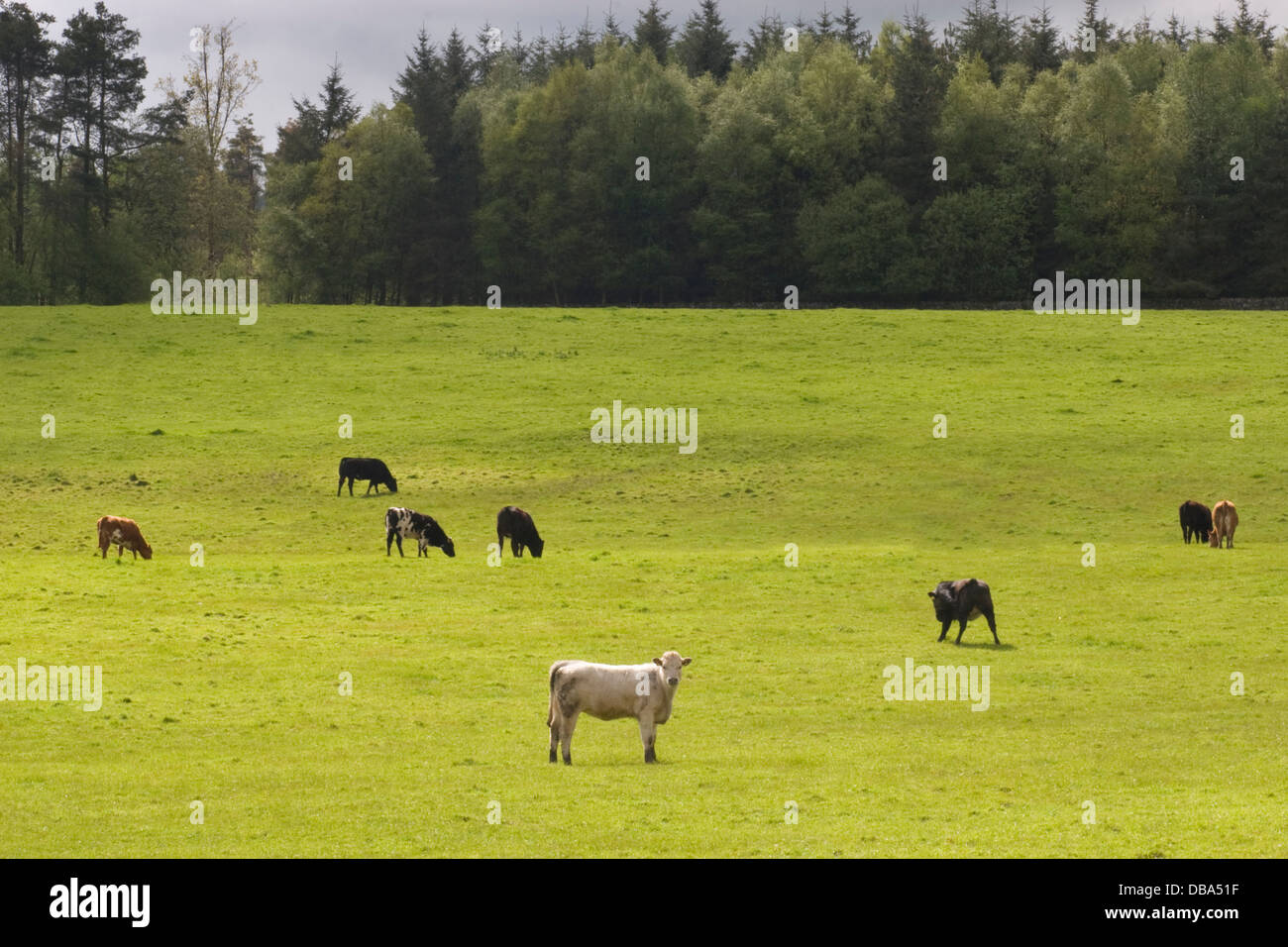 cows grazing around Kettleholm, Lockerbie, Dumfries & Galloway, Scotland Stock Photo