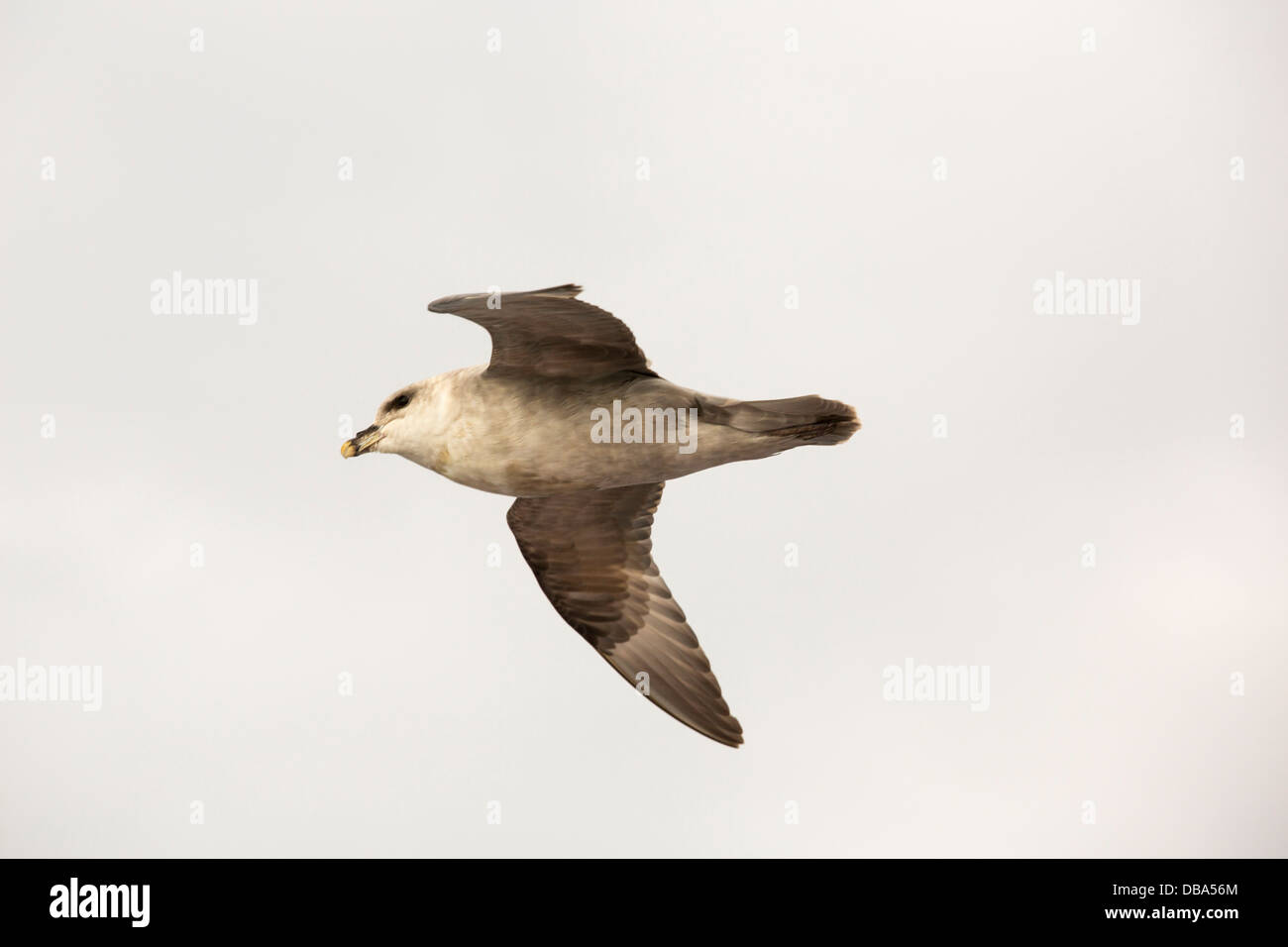 A Northern Fulmar (Fulmarus glacialis) flying off Svalbard in the high Arctic. Stock Photo
