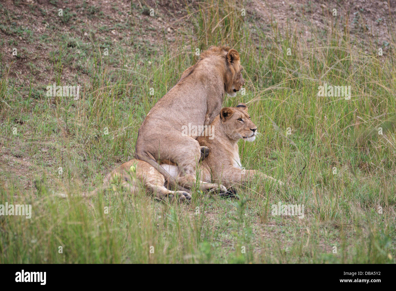 Two young lions (panthero leo) playing in the grass. One male one female Stock Photo