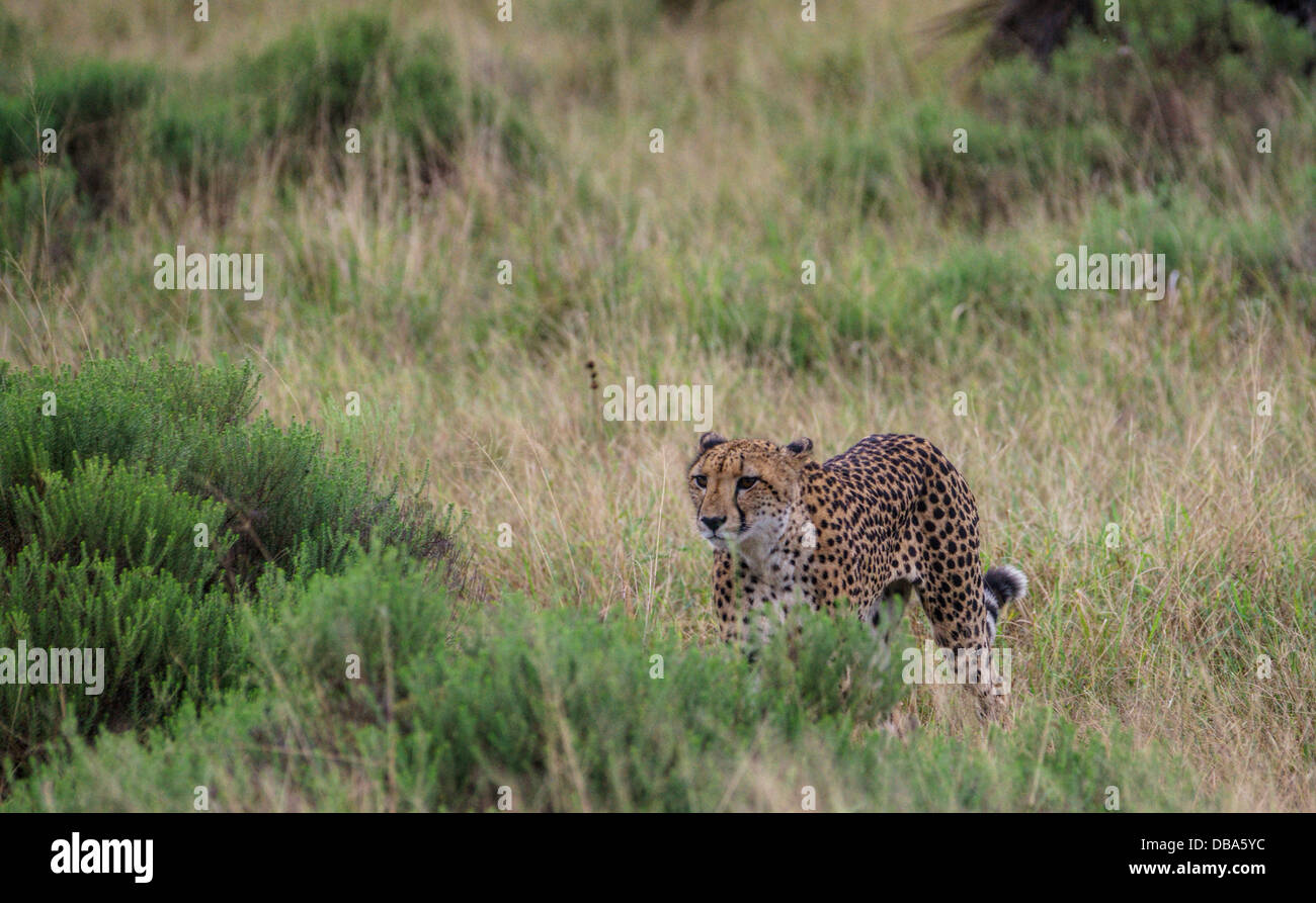 Wild cheetah standing alert hi-res stock photography and images - Alamy