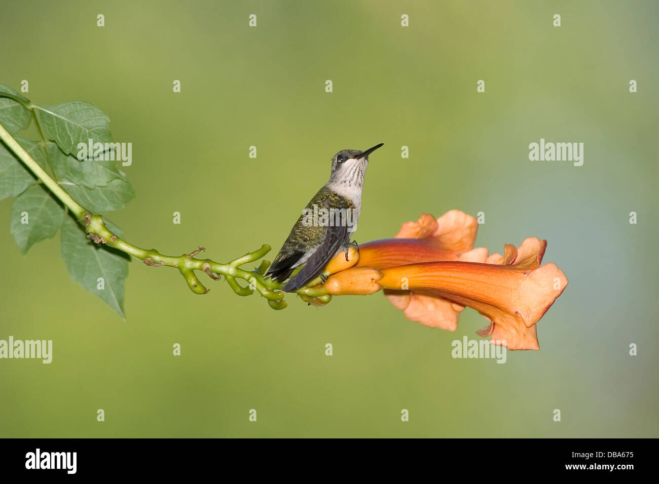 A Tiny Bird, The Ruby-Throated Hummingbird Female On An Orange Trumpet Lily With Green Background, Archilochus colubris Stock Photo
